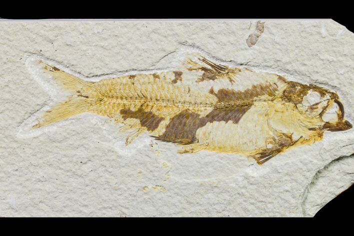 Fossil Fish (Knightia) - Wyoming #159547